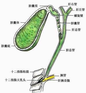 胆结石不治会得胆囊癌吗?